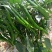 各种辣椒蔬菜