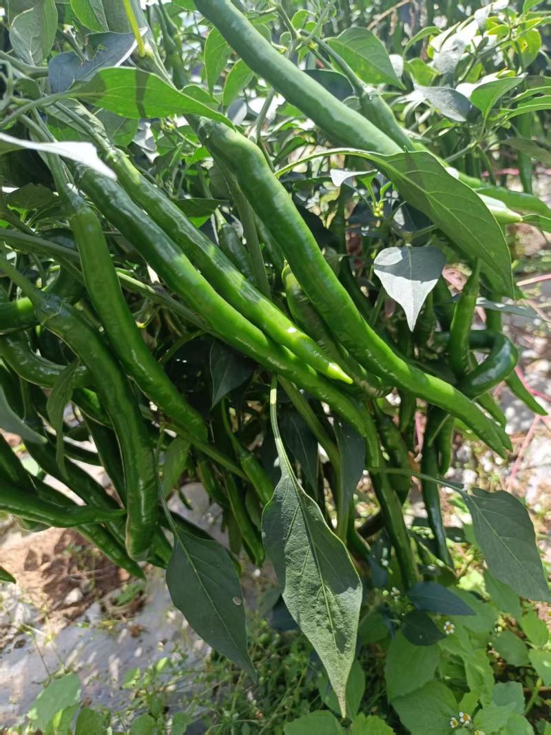各种辣椒蔬菜