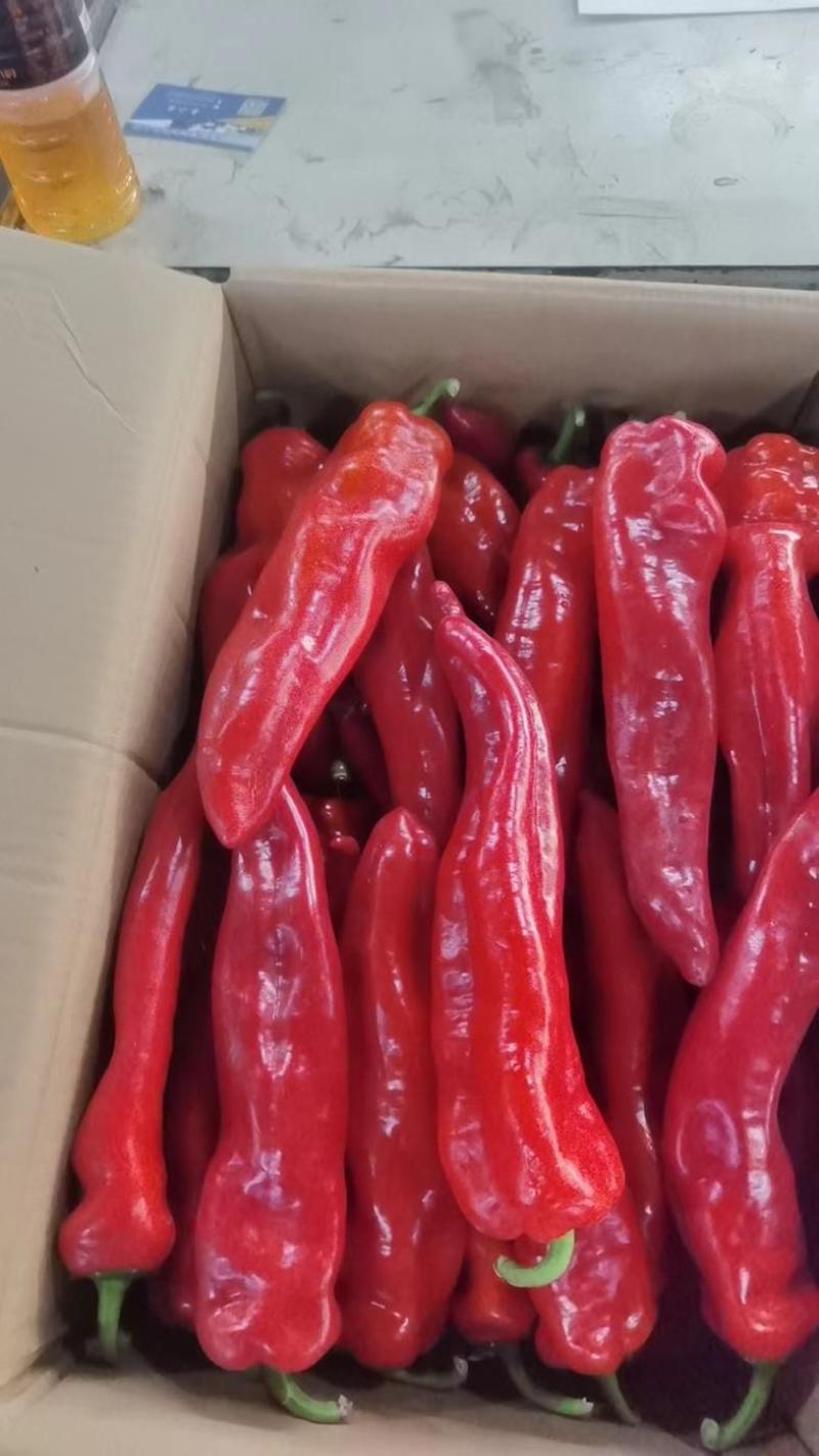 精品和县红椒大量上市，品质好，价格低