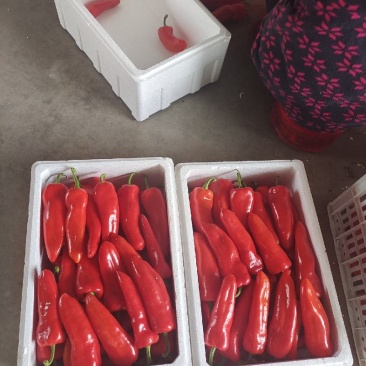 精品和县红椒大量上市，品质好，价格低