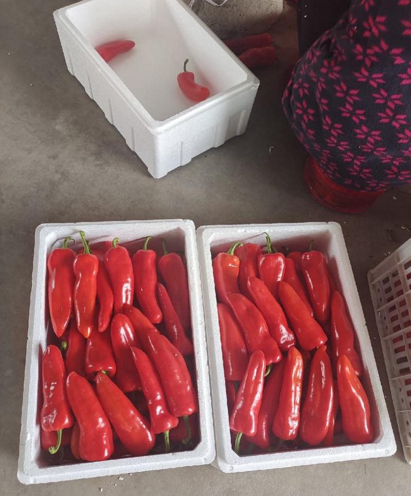 精品和县红椒大量上市，品质好，价格低