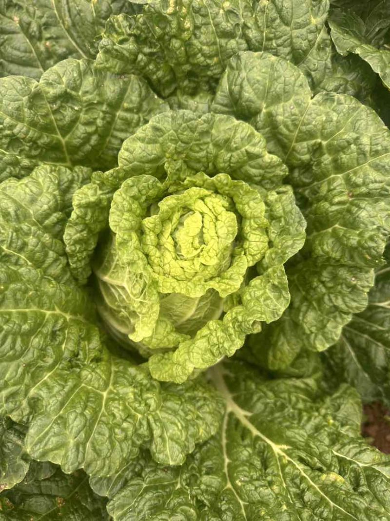 大白菜