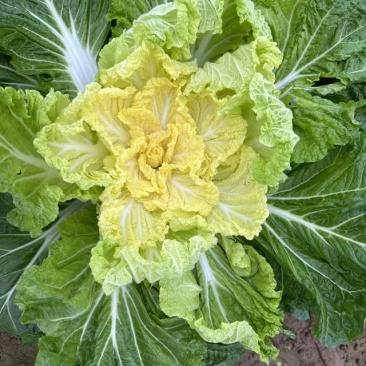 湖北黄心白菜