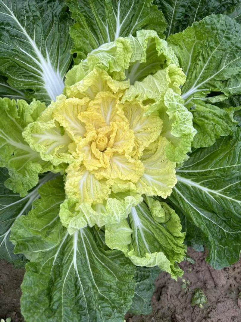 湖北黄心白菜