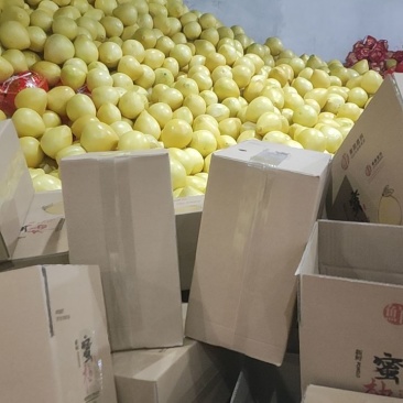 白心蜜柚老果树白柚