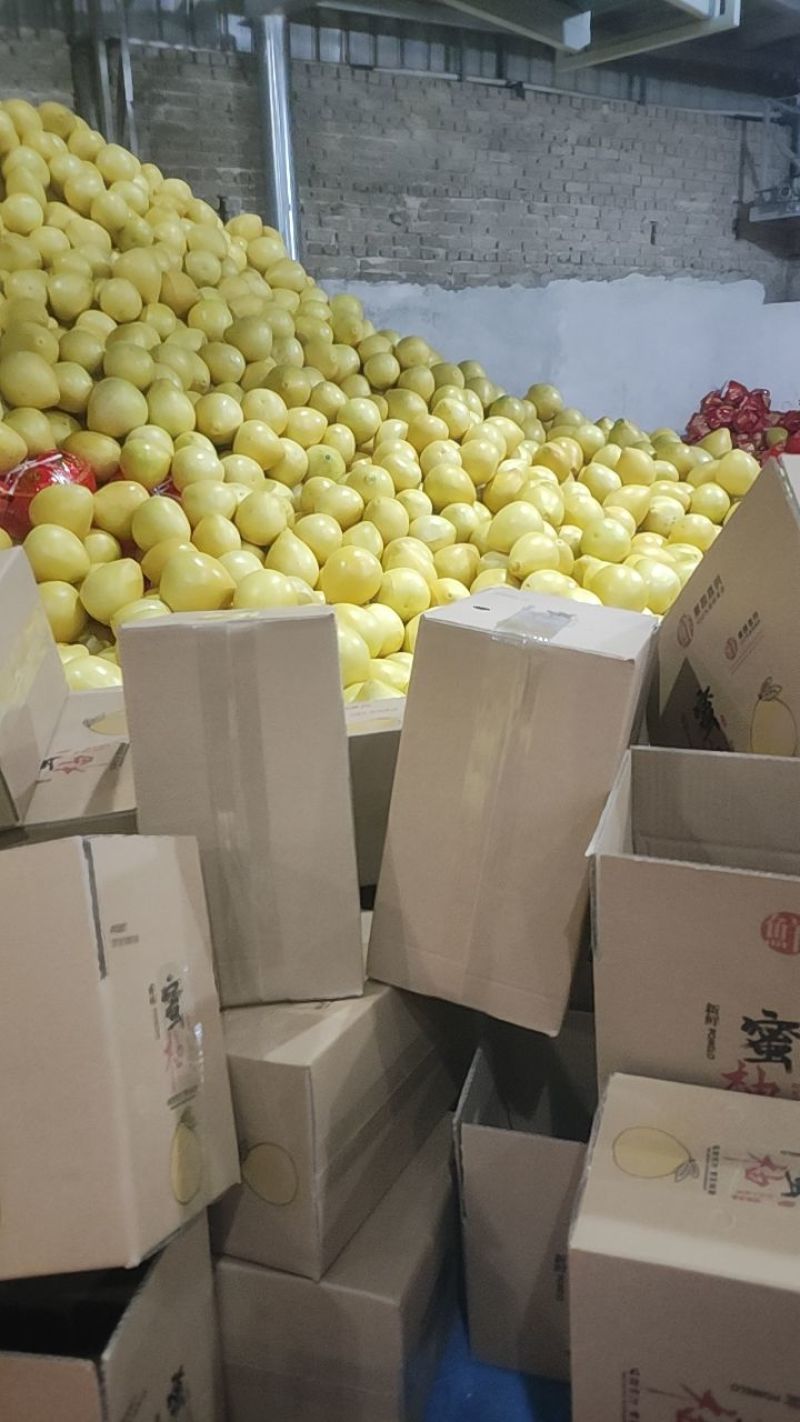 白心蜜柚老果树白柚
