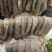 屠宰厂鲜毛肚
