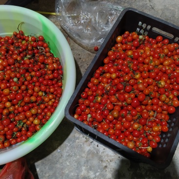 贵州本地小番茄500克