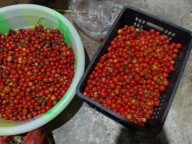 贵州本地小番茄500克