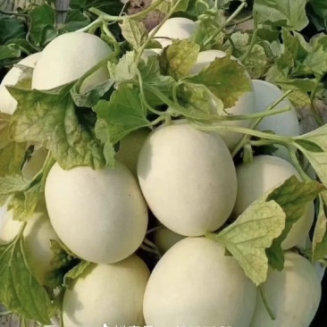冰激凌玉菇甜瓜