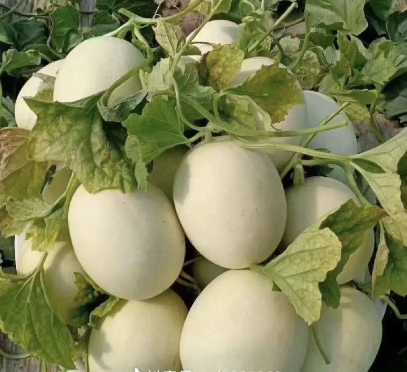 冰激凌玉菇甜瓜
