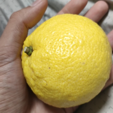 黄金贡柚