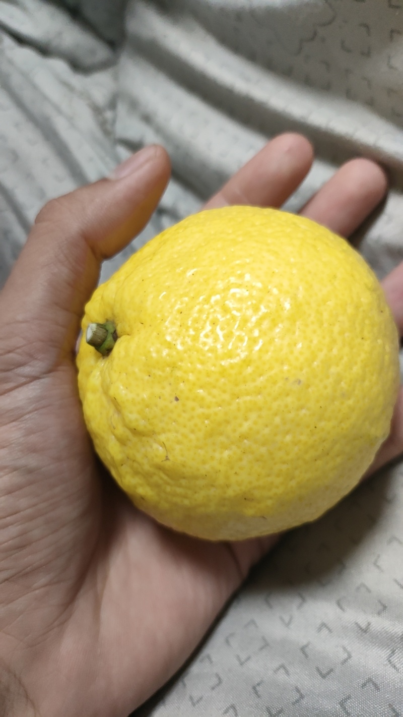 黄金贡柚
