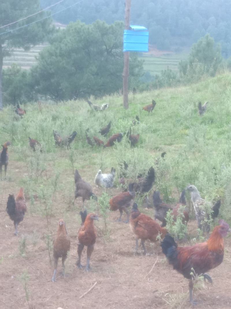 高原散养高脚土鸡