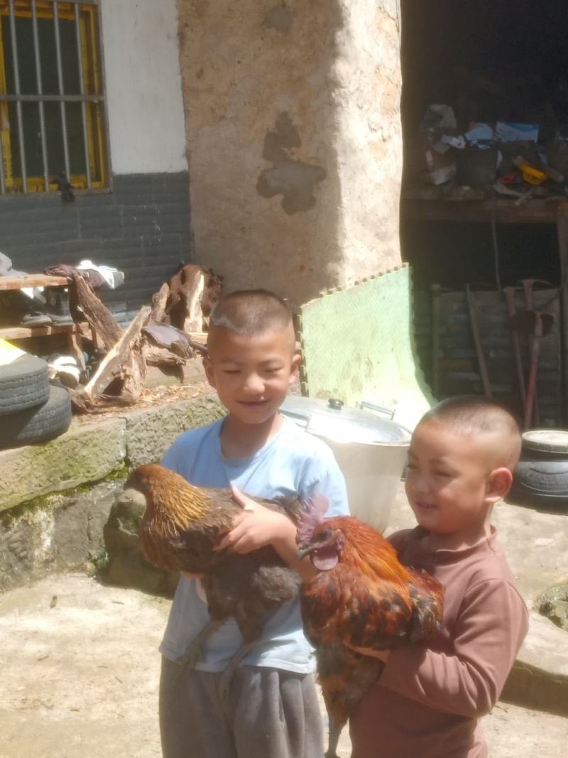 高原散养高脚土鸡