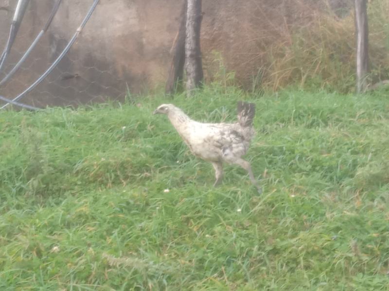 高原散养高脚土鸡