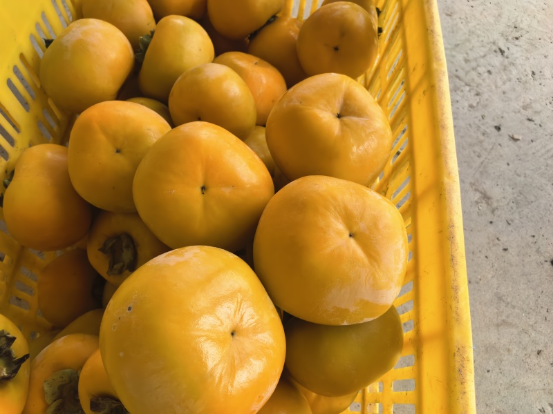 广西恭城脆柿精品货单果200-250克