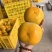 广西恭城脆柿精品货单果200-250克