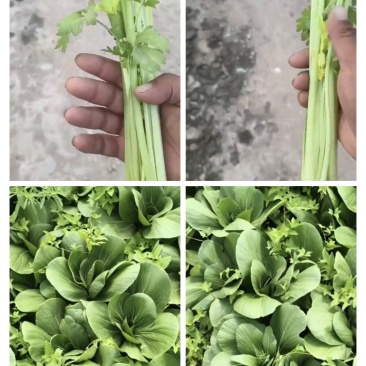 香芹