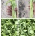 香芹
