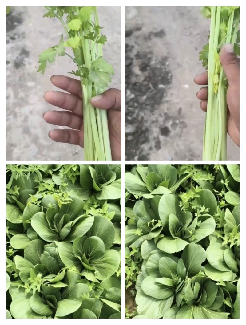 香芹