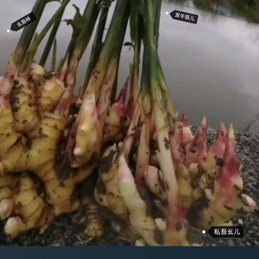 贵州二黄姜