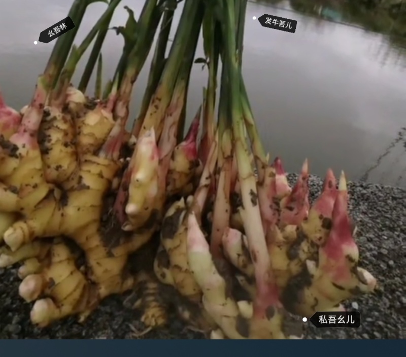 贵州二黄姜