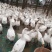 大三花白鹅，批全部出售
