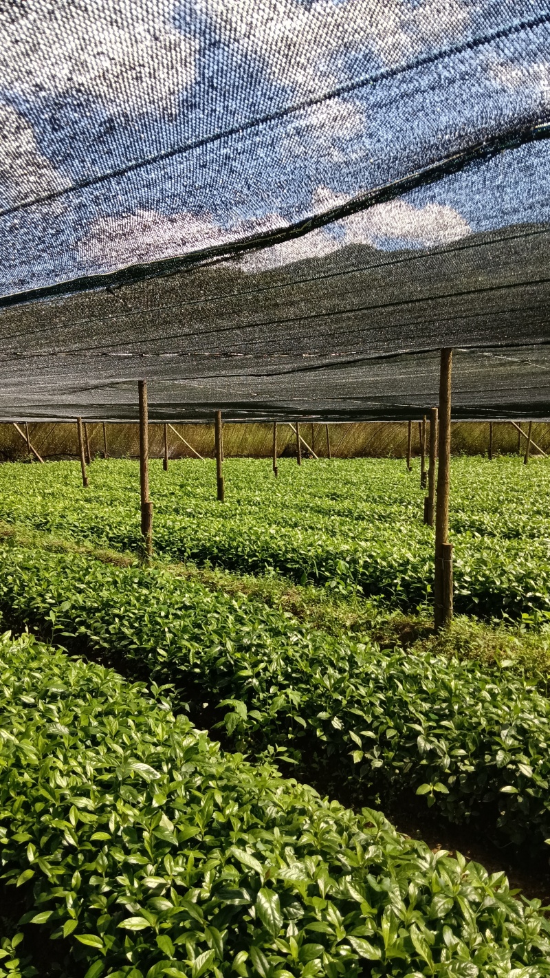 出售草珊瑚种苗