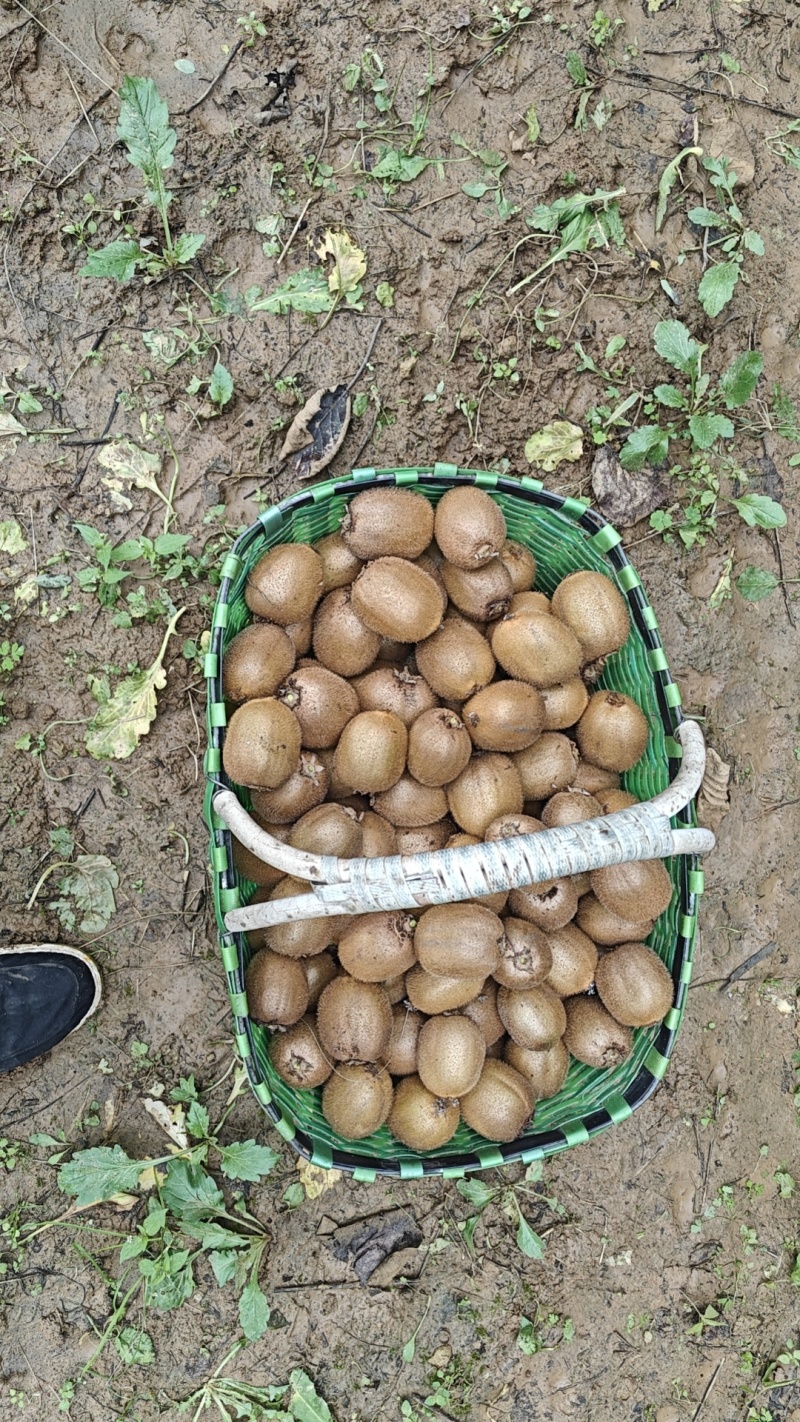 徐香猕胡桃