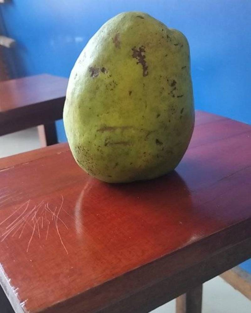 优质木瓜果实