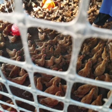 鸡