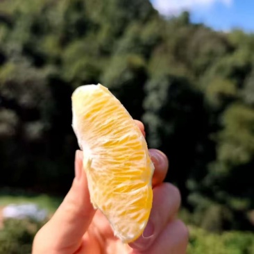赣南脐橙