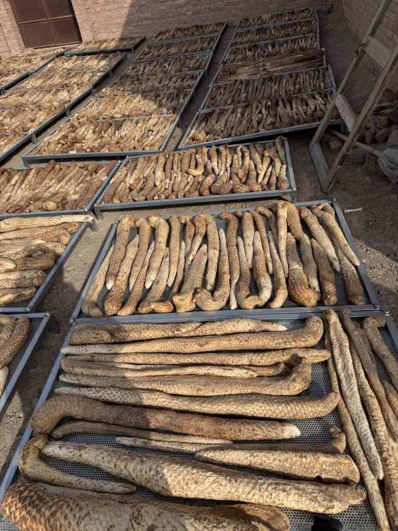 阿拉善新鲜肉苁蓉