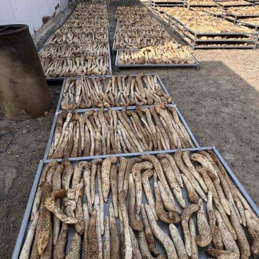 阿拉善新鲜肉苁蓉