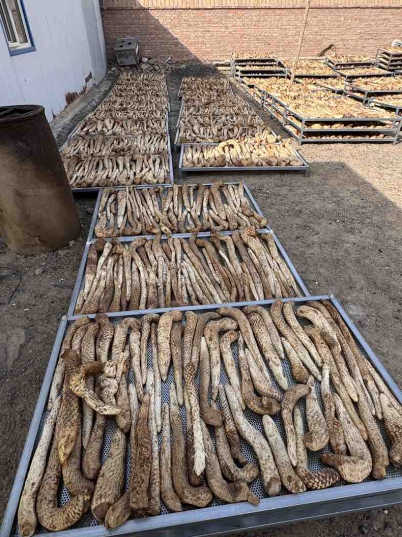 阿拉善新鲜肉苁蓉
