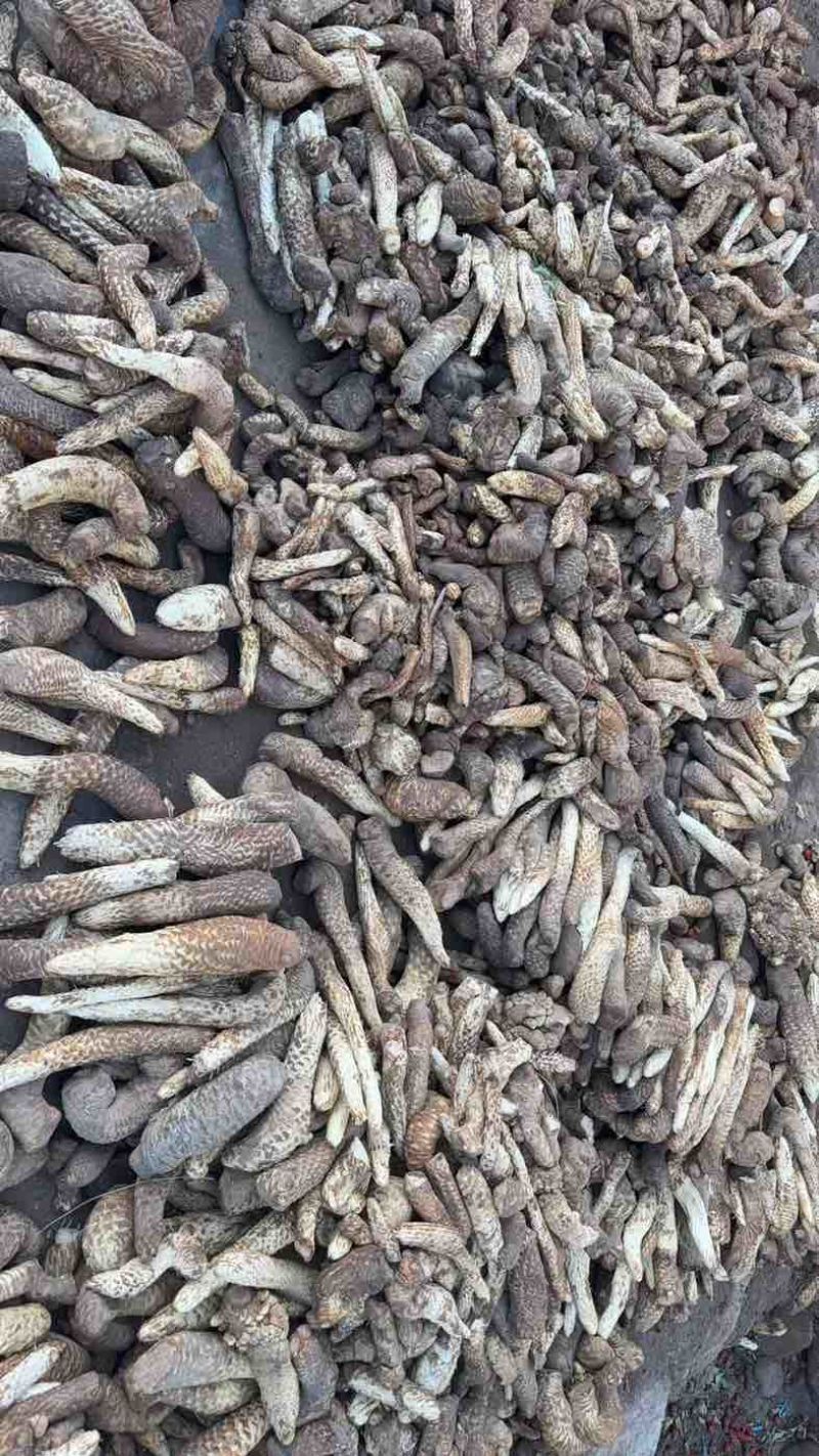 阿拉善新鲜肉苁蓉