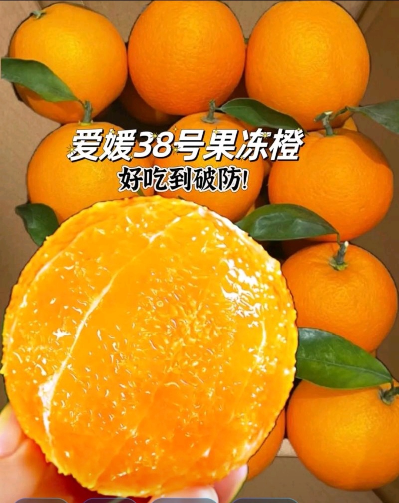 四川眉山爱媛果冻橙