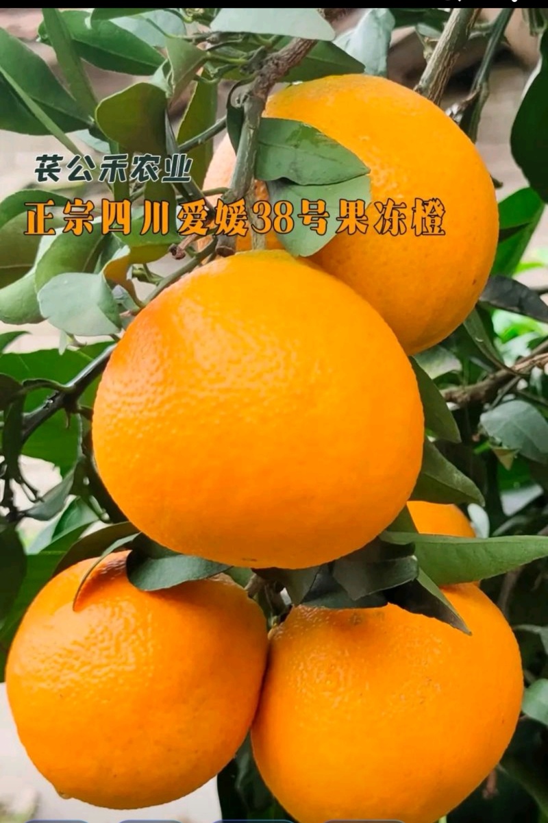 四川眉山爱媛果冻橙