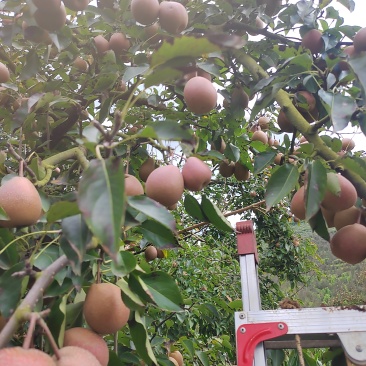 云南小红梨