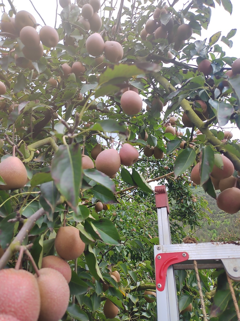 云南小红梨