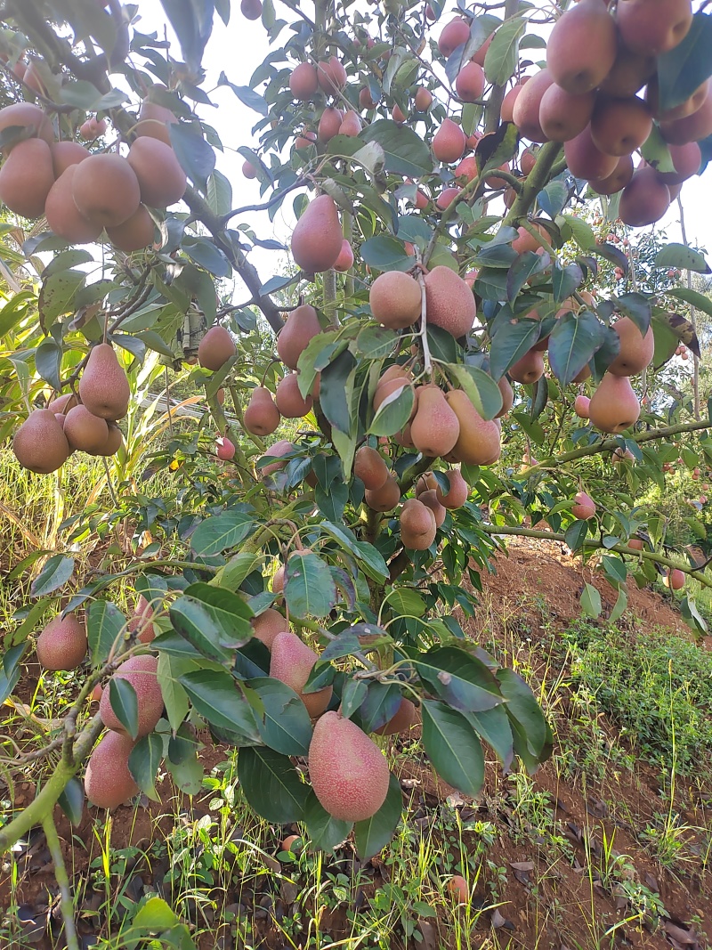 云南小红梨
