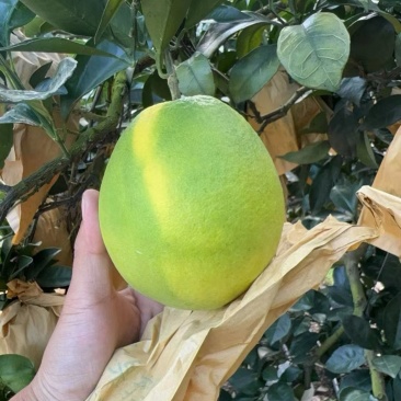 橙子