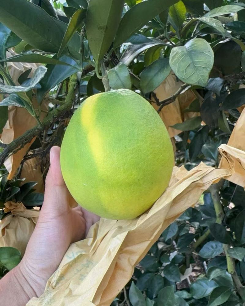 橙子