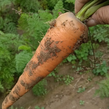 东洋八寸参胡萝卜🥕