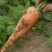 东洋八寸参胡萝卜🥕