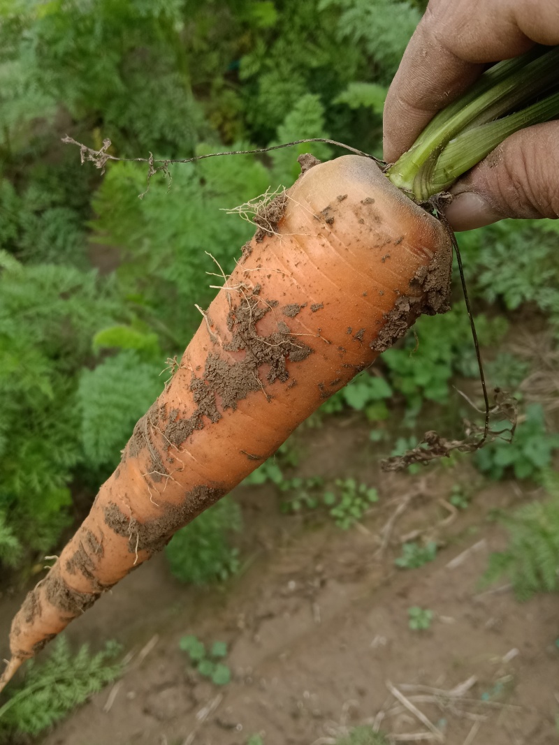 东洋八寸参胡萝卜🥕