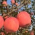 山东烟台红富士苹果口感脆甜多汁