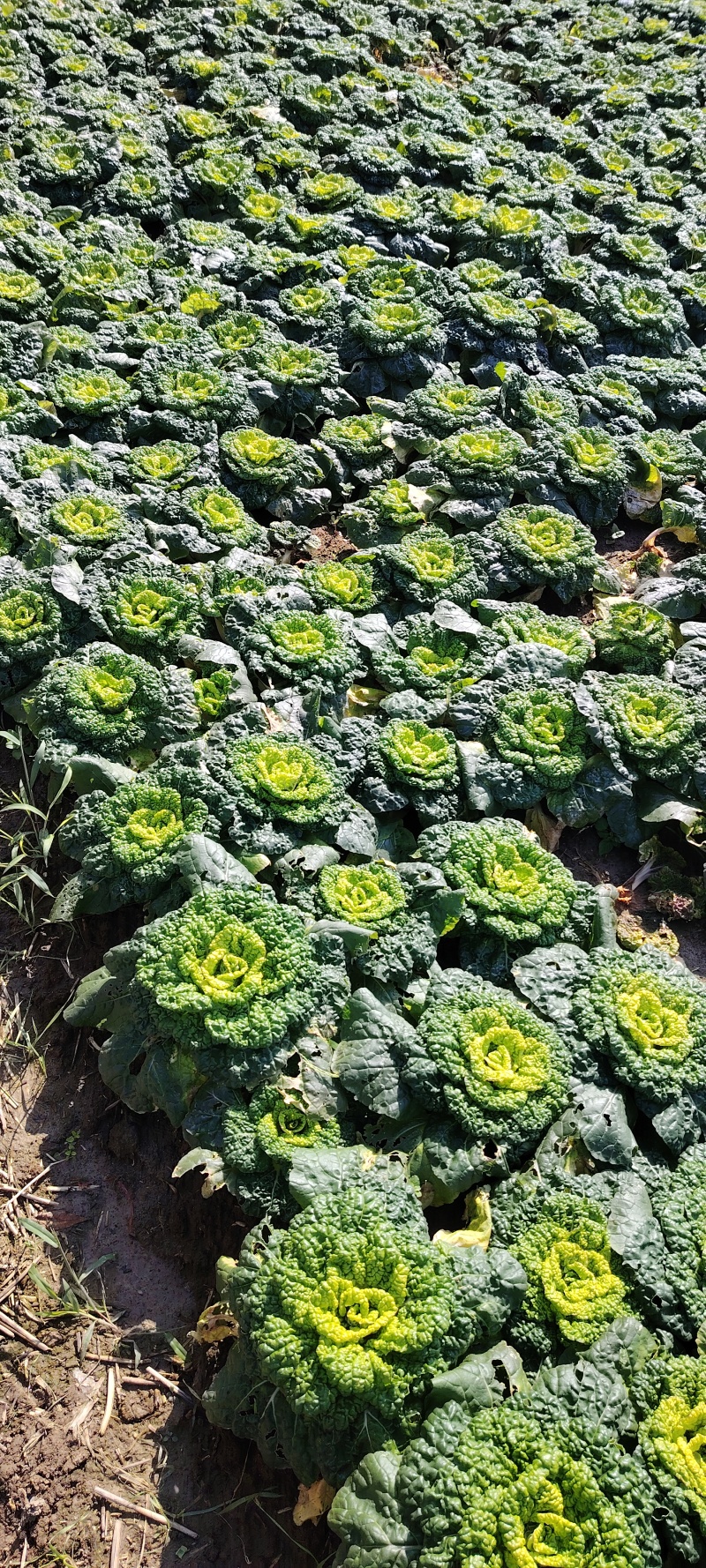 黄心菜