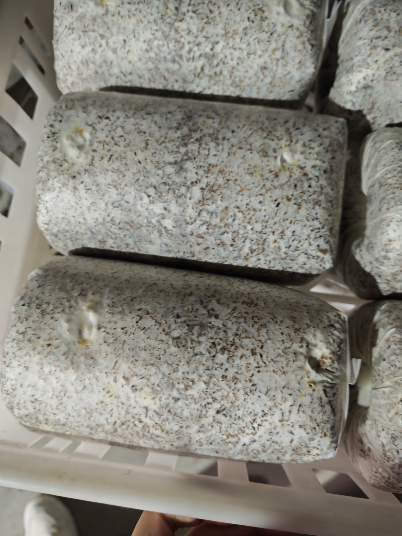 金耳菌种，有现货可以来厂区考察，有自己的生产线